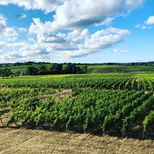 Vignes du château Lagrange