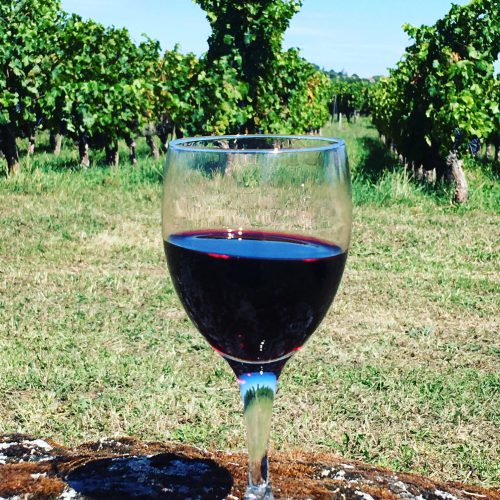 Verre de rouge devant les vignes